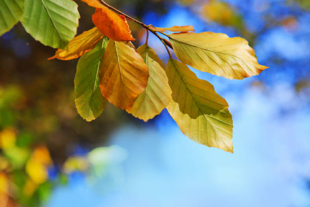 istock Yellow autumn beech leaves isolated on blue sky. 1059159430