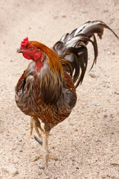 Black Breasted Red Cubalaya Rooster Close up view of a young Black Breasted Red Cubalaya Rooster. cubalaya stock pictures, royalty-free photos & images