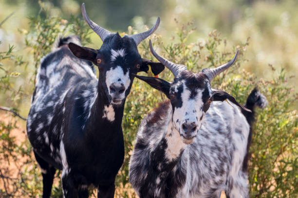 istock black and white goats in a pasture 1059160658