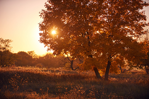 Lonely autumn tree at sunset. clear sky and setting sun