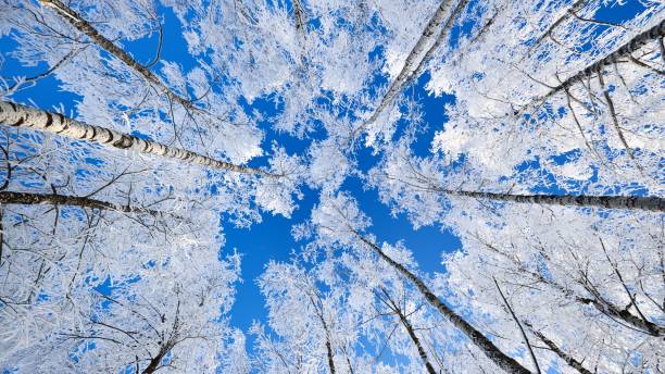istock Birch trees in rime on a clear winter day 1059162482