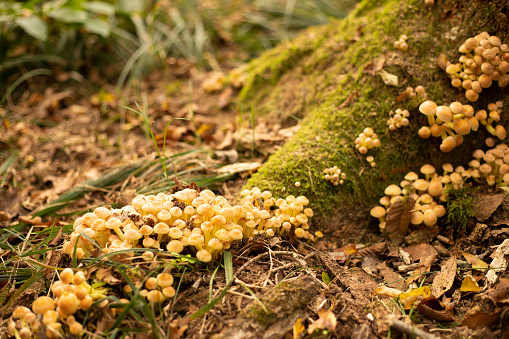 Little yellow honey mushrooms - armillaria mellea - at tree base in autumn. Parco Ticino, La Fagiana, Italy.