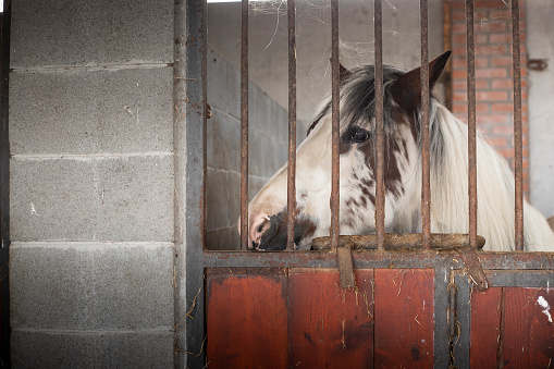 Spotted white horse looking through the stable door. behind rusty bars. medium close up.