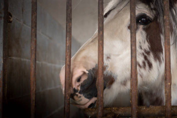 istock Horse portrait behind rusty bars. 1059163408