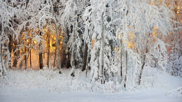 istock Snow and rime covered forest with orange sunset illumination in background 1059165084