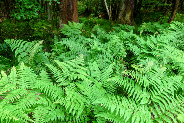 green and lush fern in the forest - fern bracken growth leaf imagens e fotografias de stock
