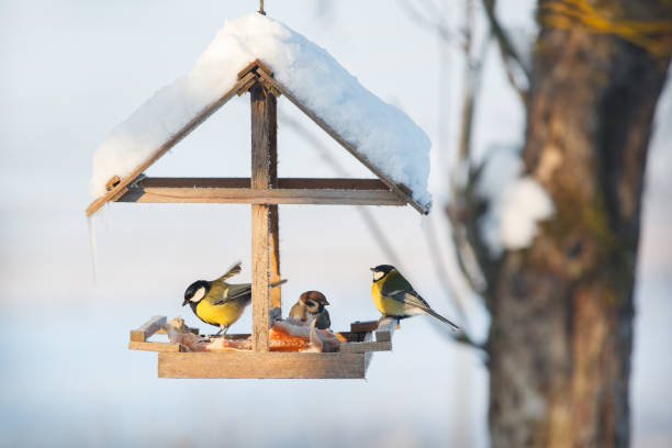 Tits in the snowy winter bird feeder stock photo