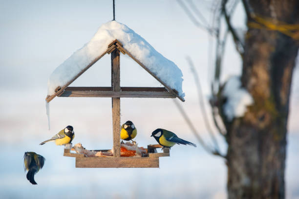 istock Tits in the snowy winter bird feeder 1059165712