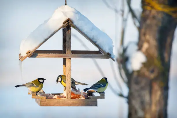 Three tit in the snowy winter bird feeder eating pork fat