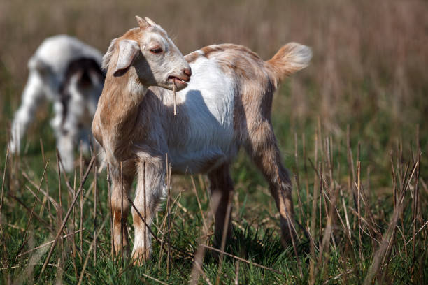 istock Four colorful little, nice, cute goatlings 1059165746