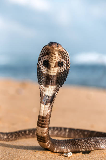 live poisonous cobra portrait of live poisonous king cobra on the beach ophiophagus hannah stock pictures, royalty-free photos & images