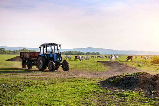 Tractor and cows on the farm. Industrial theme