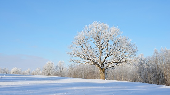 Winter in carpathian muntains