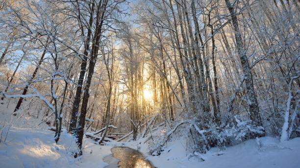 istock Small forest stream surrounded by snowcovered trees during winter sunset 1059166882