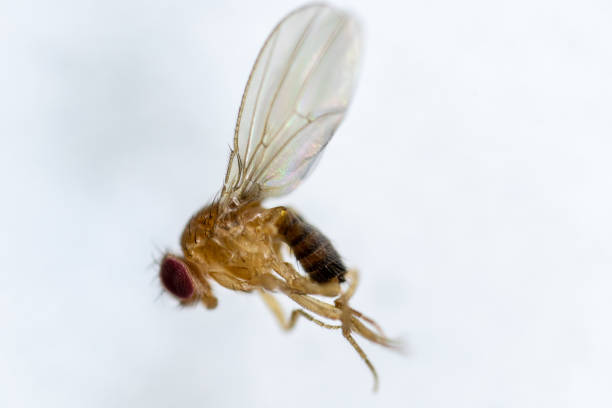 istock Study genetic of Drosophila melanogaster (fruit fly, vinegar fly) for education in laboratory. 1059169638