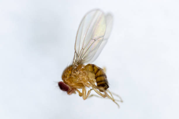 istock Study genetic of Drosophila melanogaster (fruit fly, vinegar fly) for education in laboratory. 1059169712