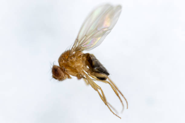 istock Study genetic of Drosophila melanogaster (fruit fly, vinegar fly) for education in laboratory. 1059169810