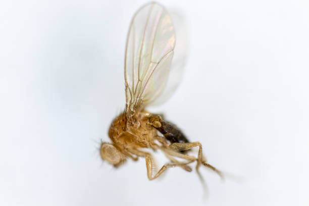 istock Study genetic of Drosophila melanogaster (fruit fly, vinegar fly) for education in laboratory. 1059169870