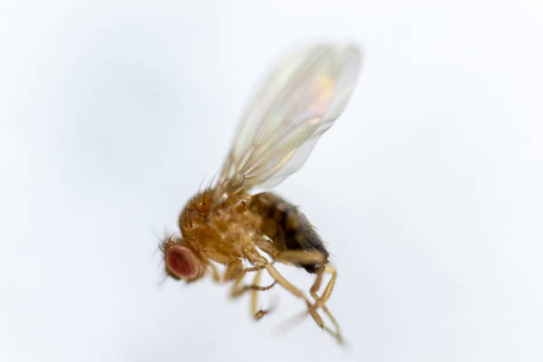 istock Study genetic of Drosophila melanogaster (fruit fly, vinegar fly) for education in laboratory. 1059169874