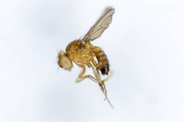 istock Study genetic of Drosophila melanogaster (fruit fly, vinegar fly) for education in laboratory. 1059169882