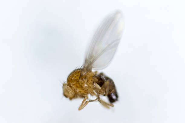 istock Study genetic of Drosophila melanogaster (fruit fly, vinegar fly) for education in laboratory. 1059169926