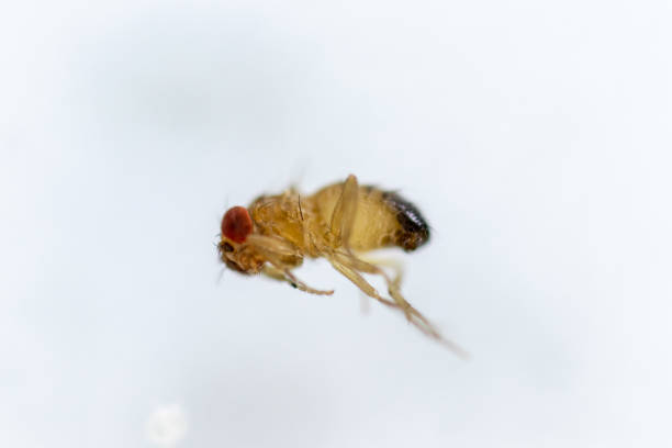 istock Study genetic of Drosophila melanogaster (fruit fly, vinegar fly) for education in laboratory. 1059169960