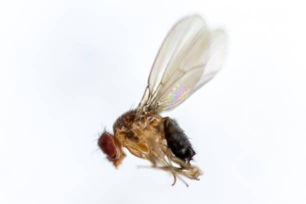 istock Study genetic of Drosophila melanogaster (fruit fly, vinegar fly) for education in laboratory. 1059170034
