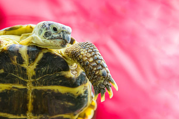 istock turtle aggressive severe muzzle expression close-up portrait of long claws on a scaled paw copy space base 1059170646