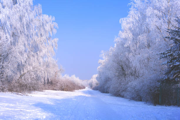 istock Winter landscape with snow covered trees. Toned 1059170932