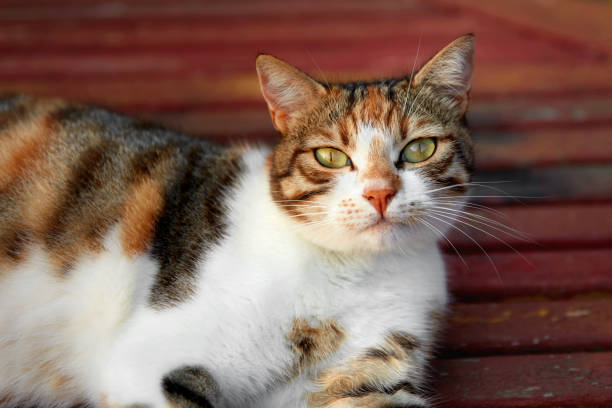 istock Portrait of a cat 1059174860