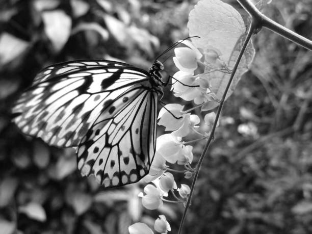 A beautiful butterfly is sitting on a  flower in the garden. Her large wings have black and white color. With fresh and vivid green background.