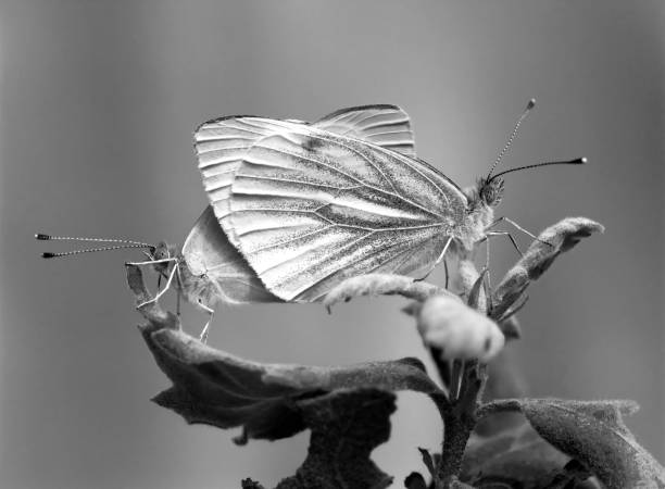 istock butterfyles on plant leaves 1059177520