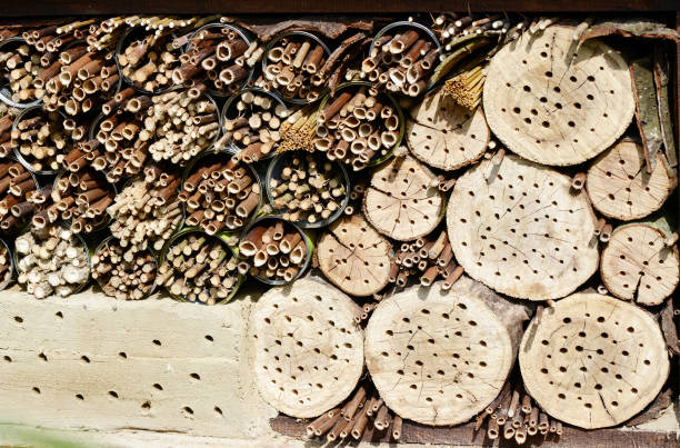istock Insect hotel with solitary wild bees and wasps. 1059187704