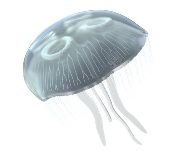 istock Jellyfish isolated on white 1059188486