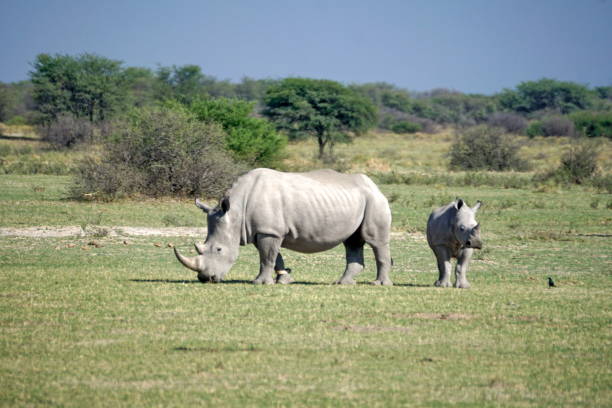 istock White rhino and calf 1059196776