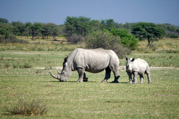 istock White rhino and calf 1059197036