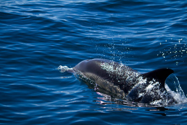 istock dolphins swimming on the wilderness 1059197086