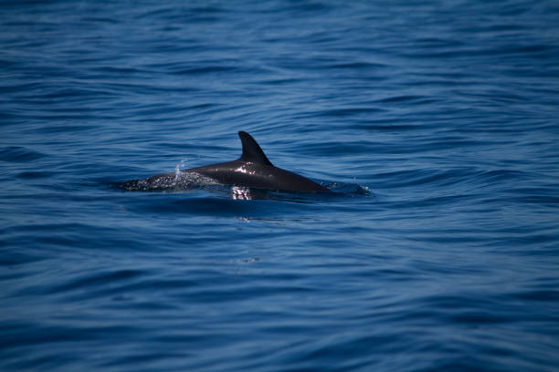istock dolphins swimming on the wilderness 1059197124