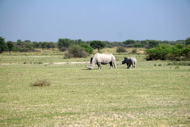 istock White rhino and calf 1059198310