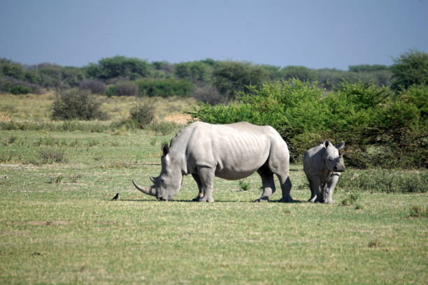 istock White rhino and calf 1059199354