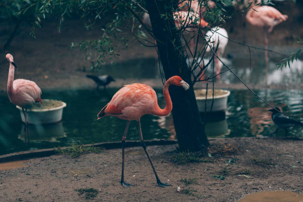 istock American flamingo 1059202076