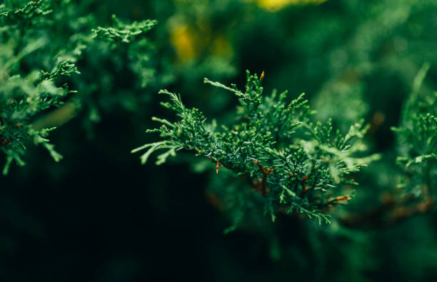 istock The branches of the juniper 1059202212
