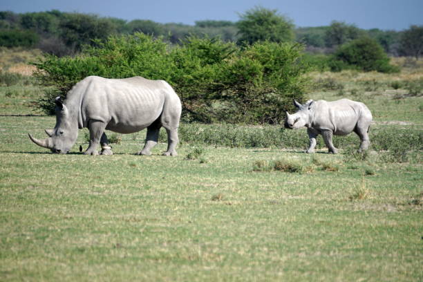 istock White rhino and calf 1059203272