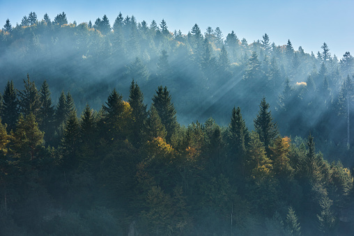 An idyllic view of a misty, forest-covered hillside in the early morning light