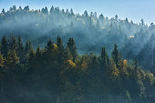 forest background in autumn season