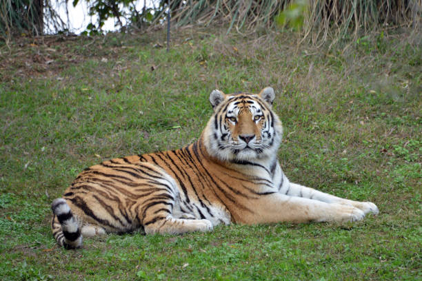 istock a tiger lying on a lawn, looks at the camera 1059203596