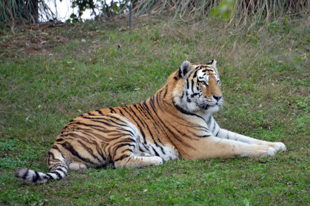 istock a tiger lying on a lawn, looks at the camera 1059204784