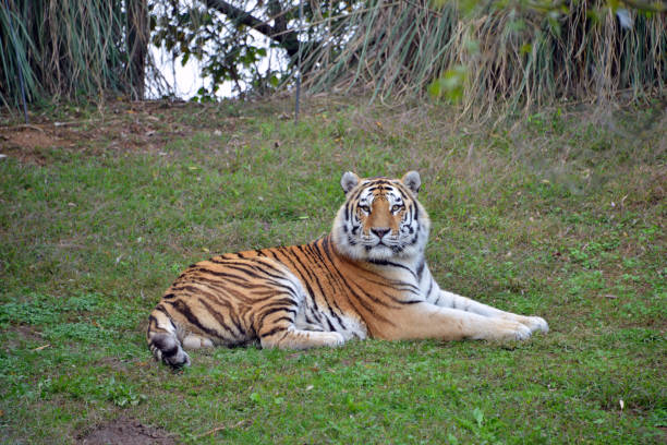 istock a tiger lying on a lawn, looks at the camera 1059204878