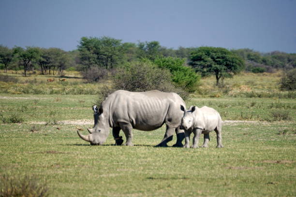 istock White rhino and calf 1059204960