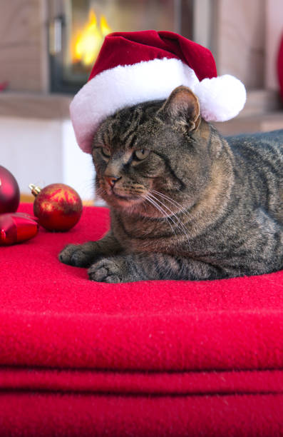 istock Gray Cat with Santa hat and fireplace. 1059205728